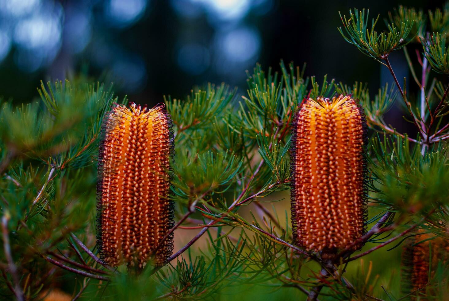 Banksia Australia Native Flower photo