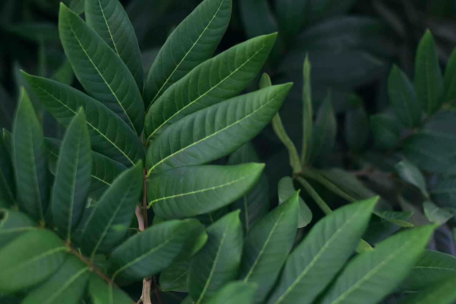 Green tropical leaves, abstract green leaves texture, nature background photo