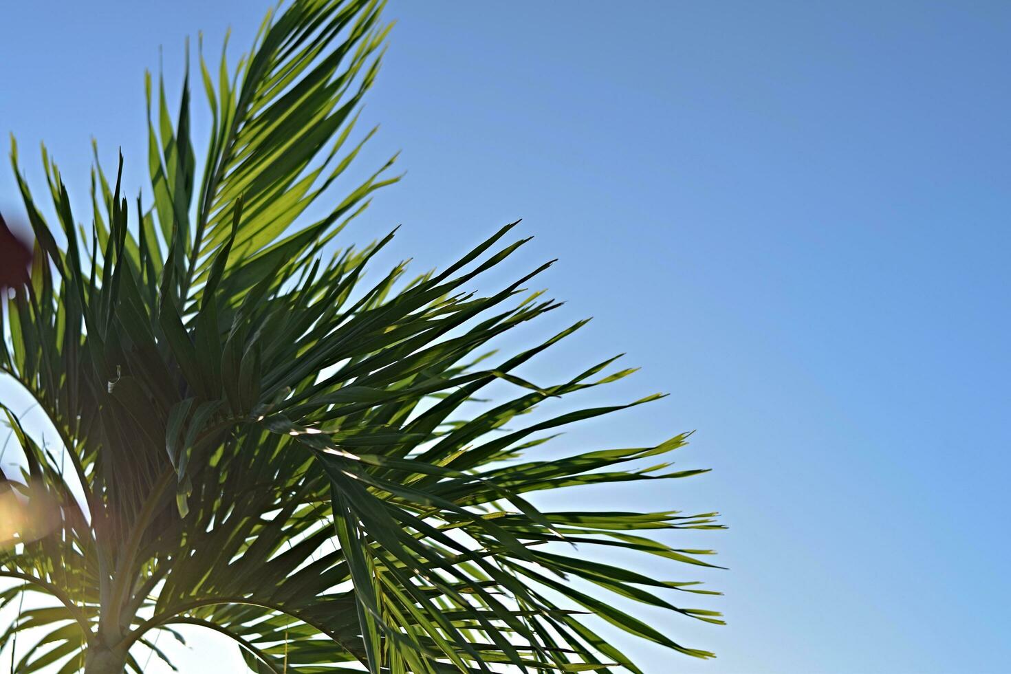 Natural palm leaves against blue sky in the background, with copy space. photo