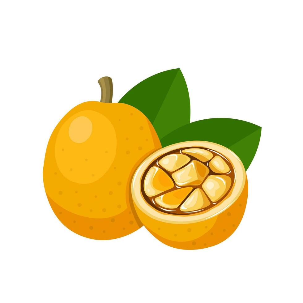 vector ilustración, saba Fruta o saba senegalensis, aislado en blanco antecedentes.