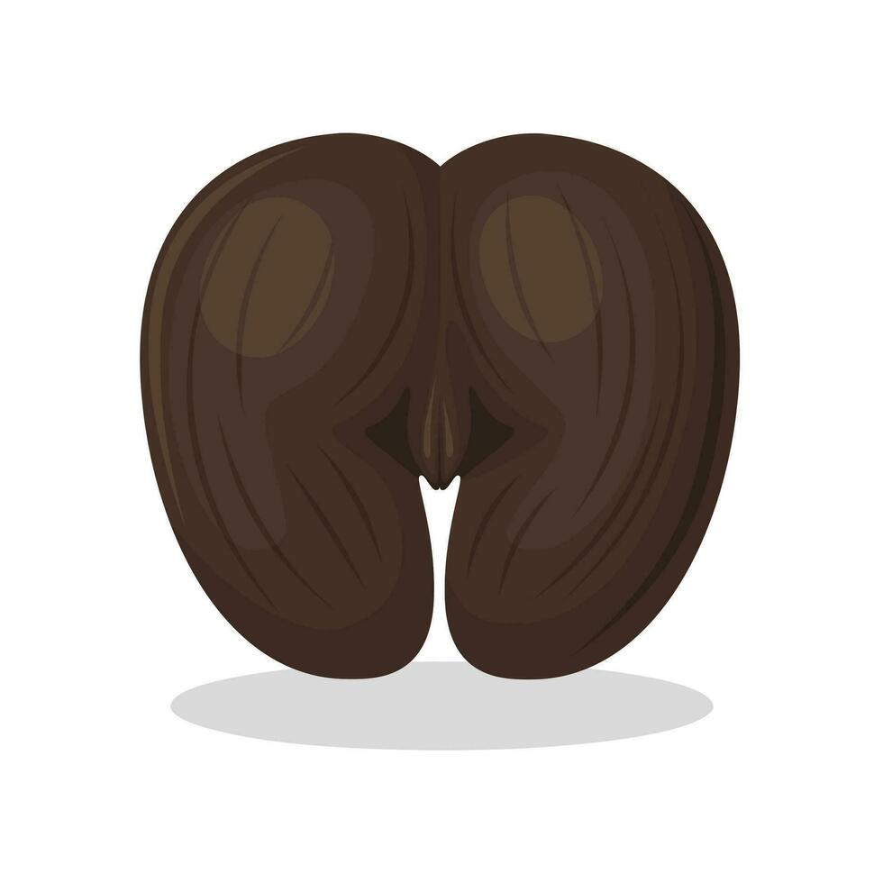 Vector illustration, coco de mer, or sea coconut, shape resembling female body parts, isolated on white background.