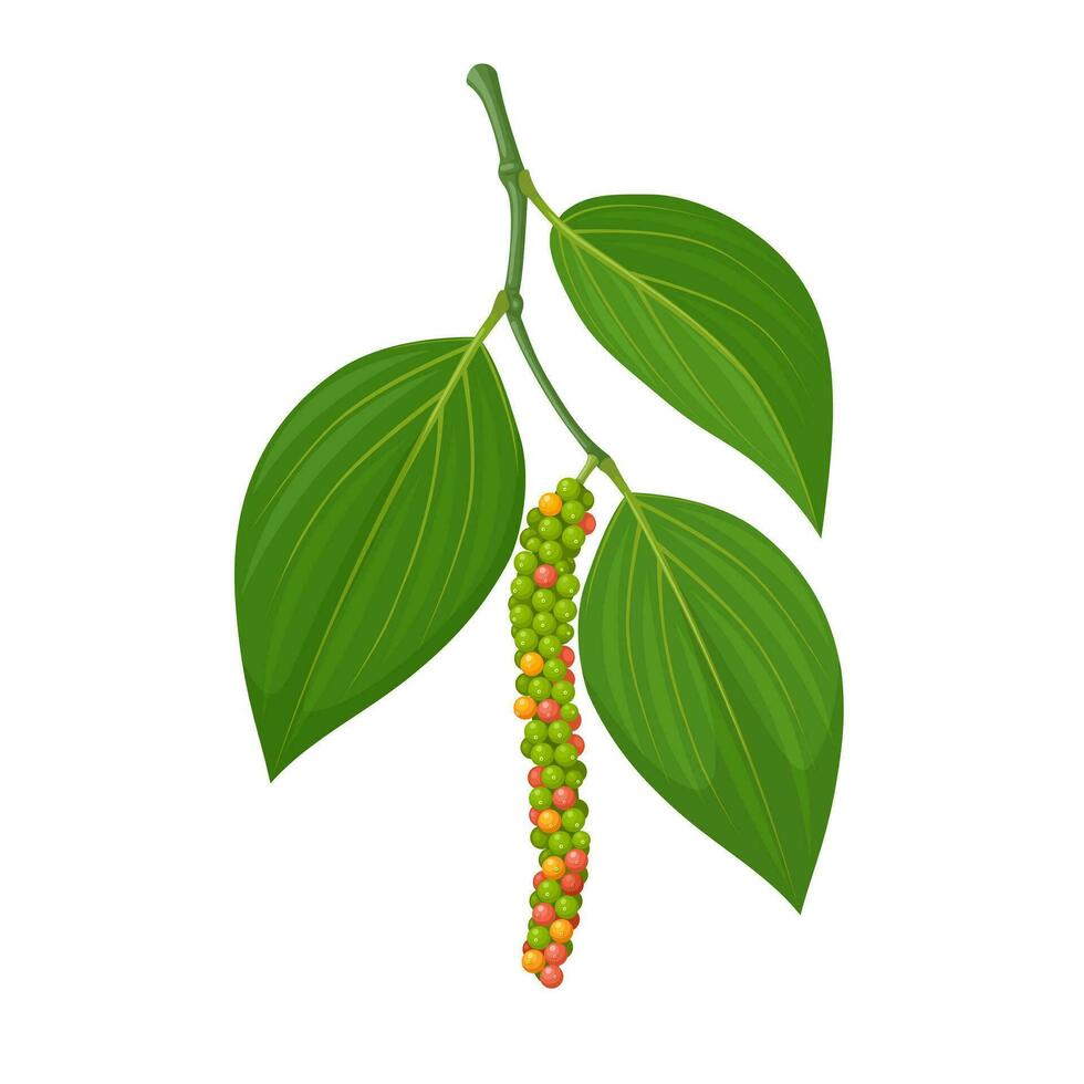 Vector illustration, Pepper or piper nigrum, with green leaves, isolated on white background.