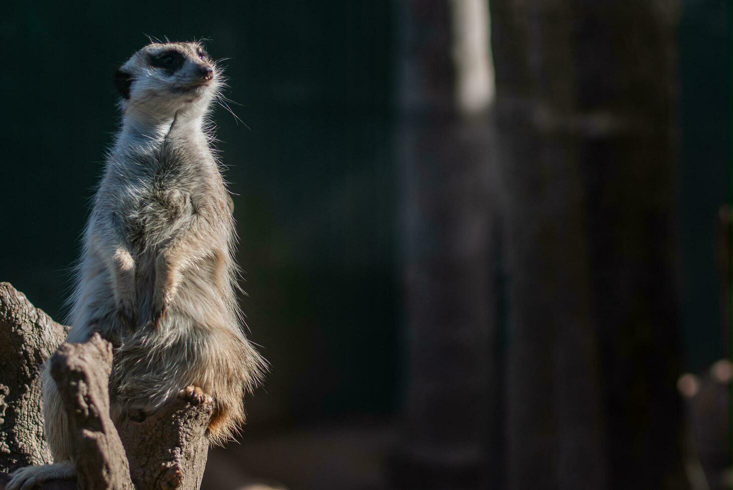 suricata en perca foto