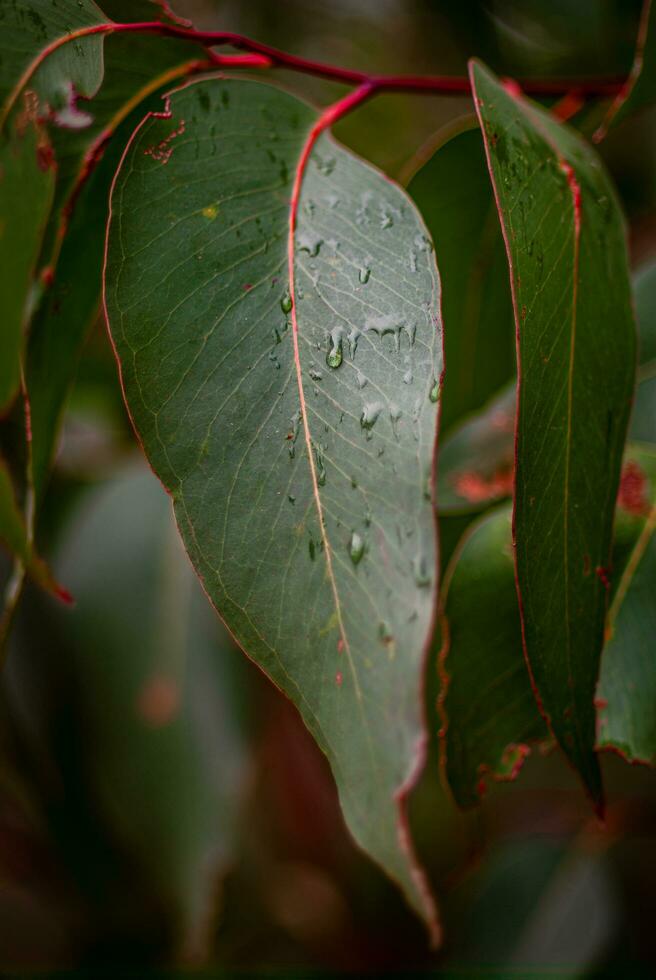Eucalyptus leaf close up photo