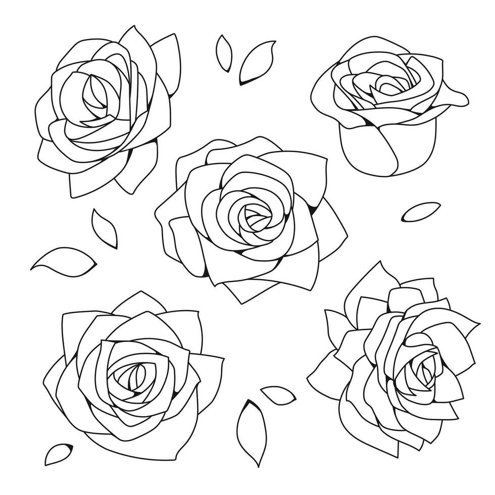 Rosa flor contorno vector conjunto