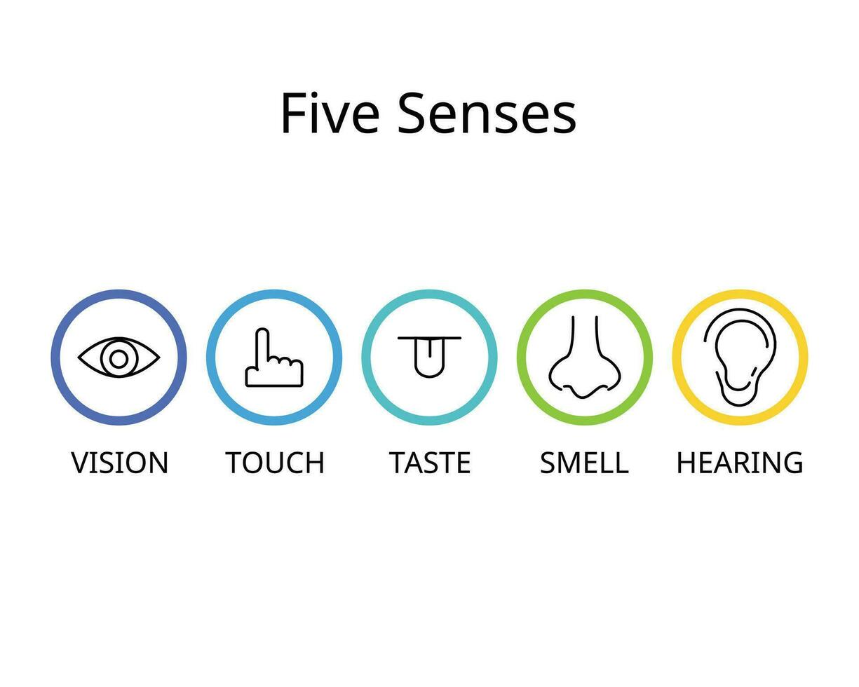 five senses for vision, hearing, touch, smell, and taste vector