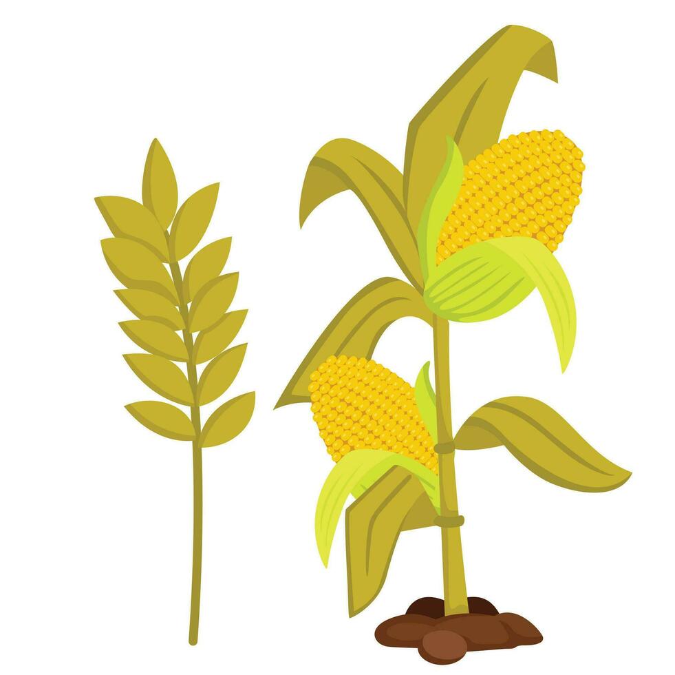 Season Autumn Corn Plants Cartoon Illustration Vector Clipart Sticker