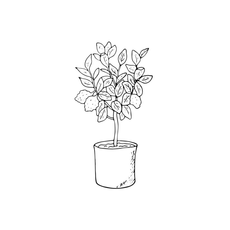 Hand drawn bergamot plant in a pot. Vector botanical illustration isolated on white background