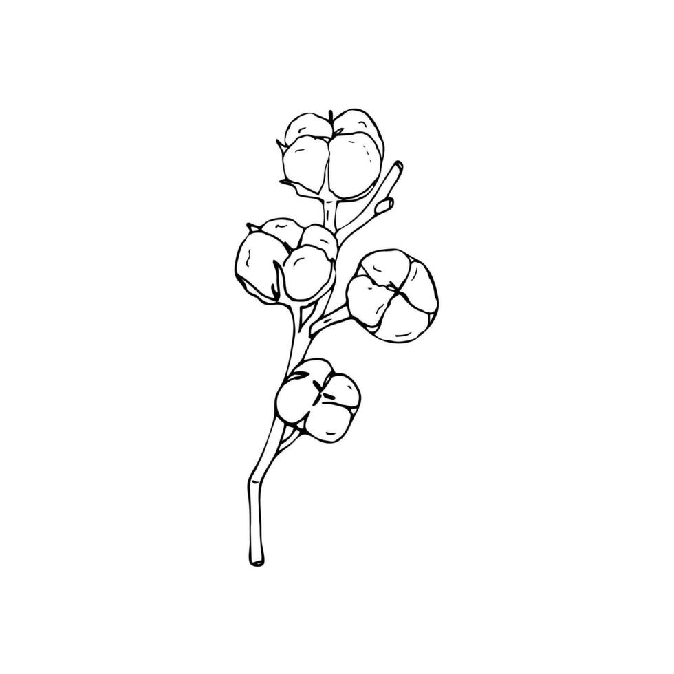 Vector hand-drawn cotton branch. Botanical vector illustration isolated on white background.