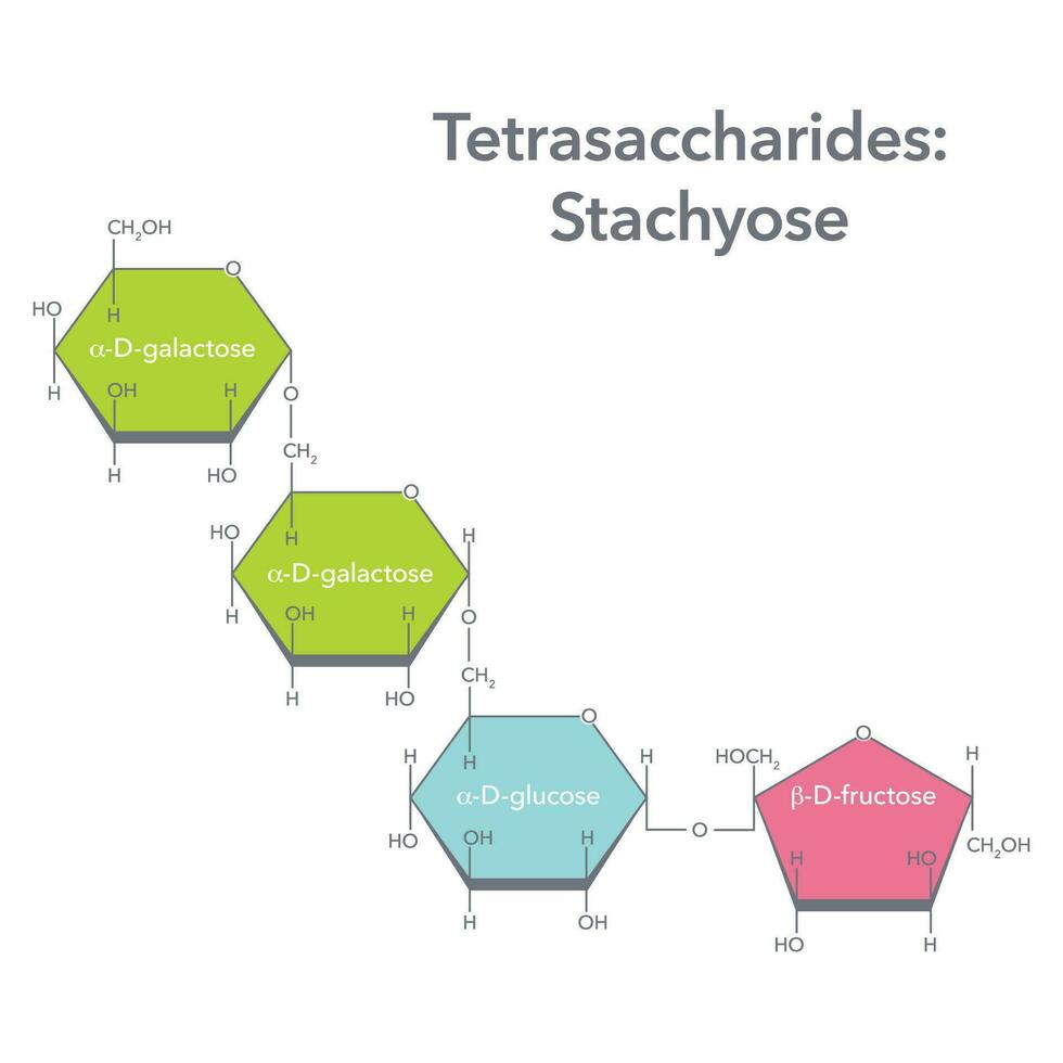 tetrasacárido estaquiosa bioquímica vector ilustración diagrama gráfico