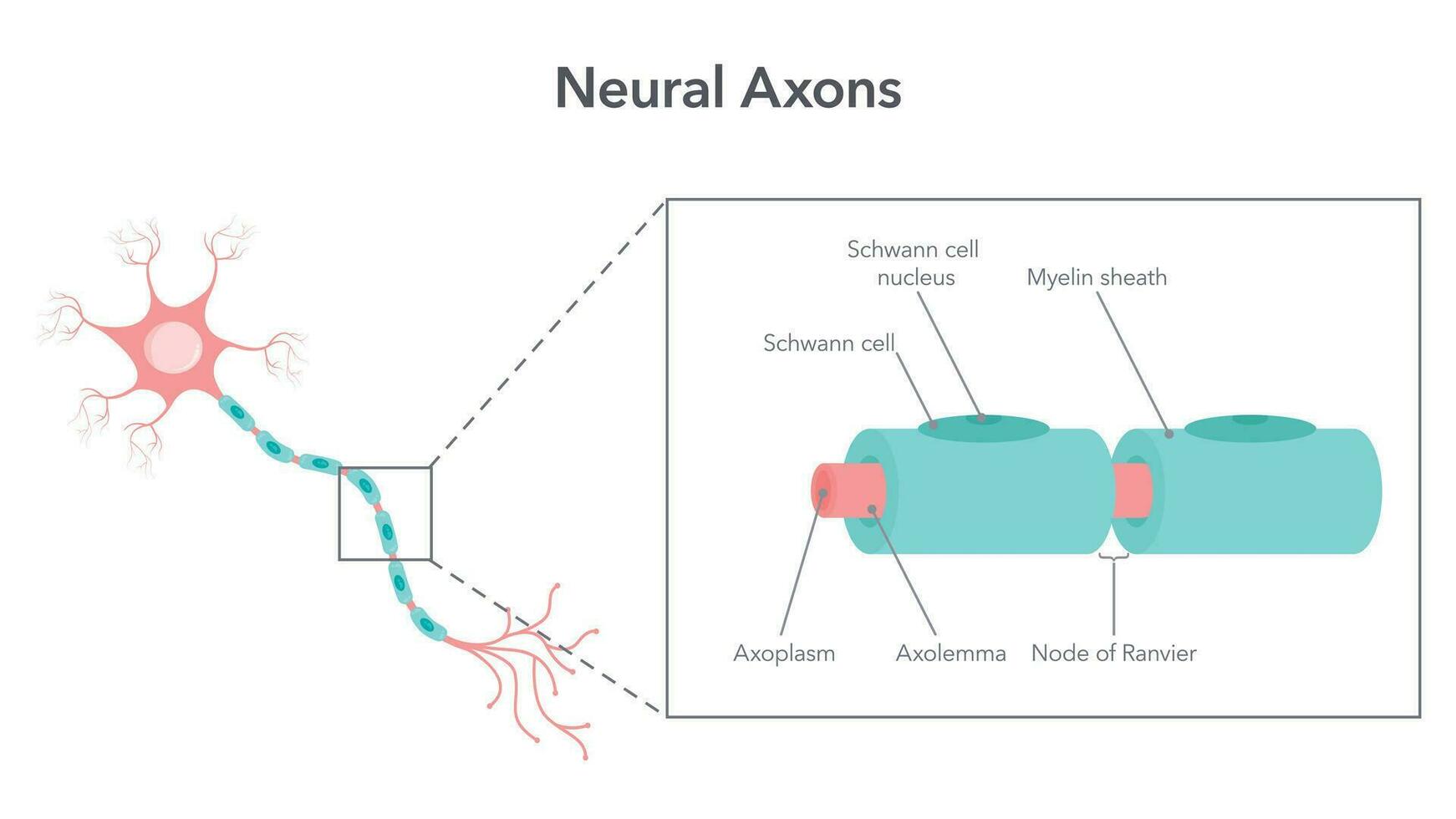 neural axon diagrama vector ilustración gráfico