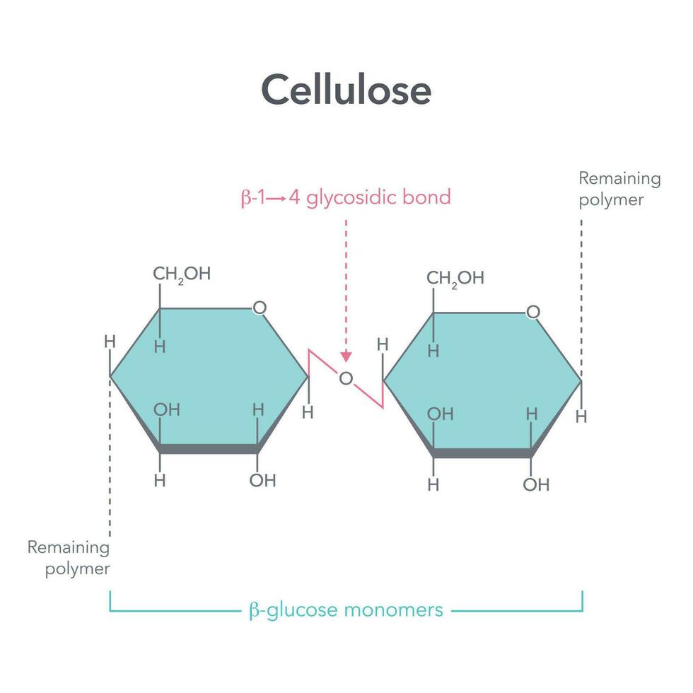 Cellulose structure science vector illustration diagram