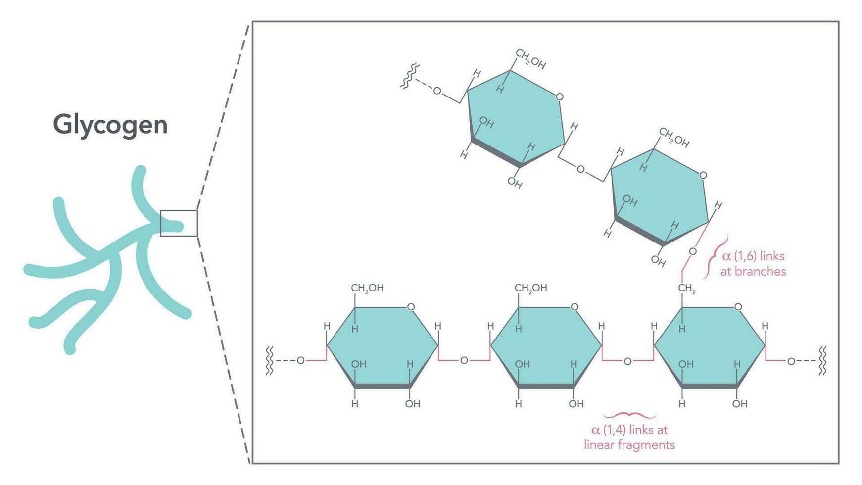 Glycogen Structure Diagram