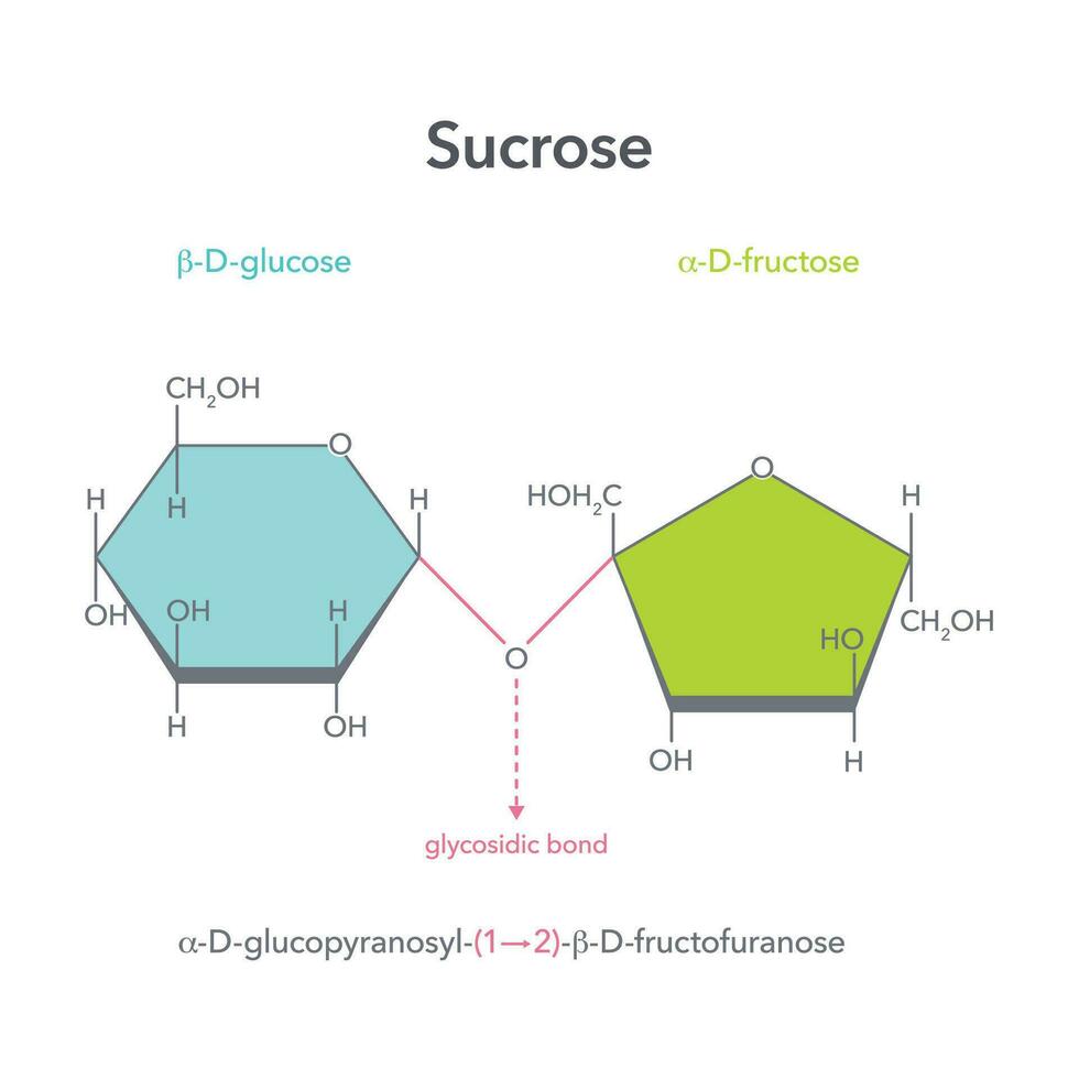 Sucrose disaccharide table sugar vector illustration structure diagram