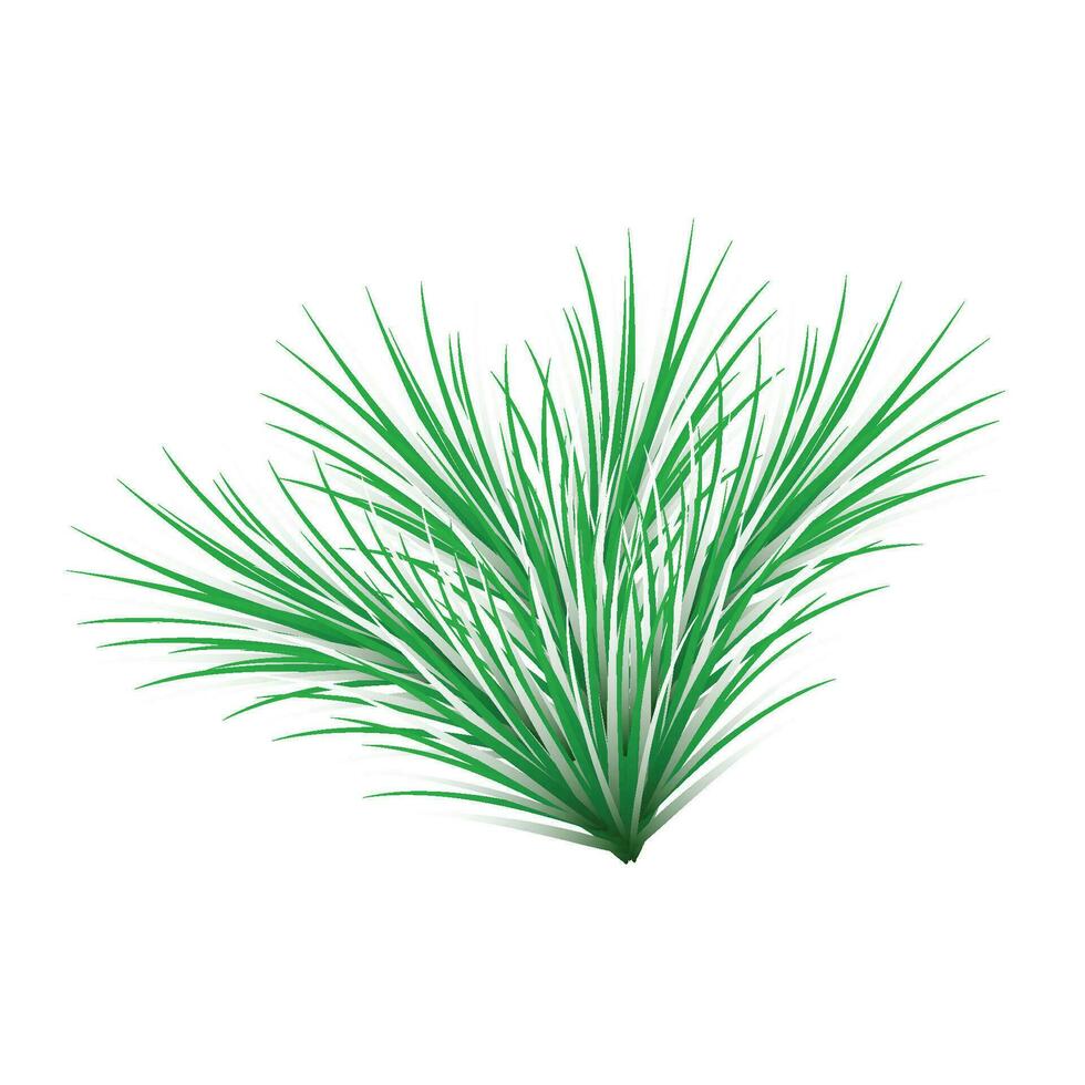 Fir tree branch isolated on white background christmas tree branch for design vector