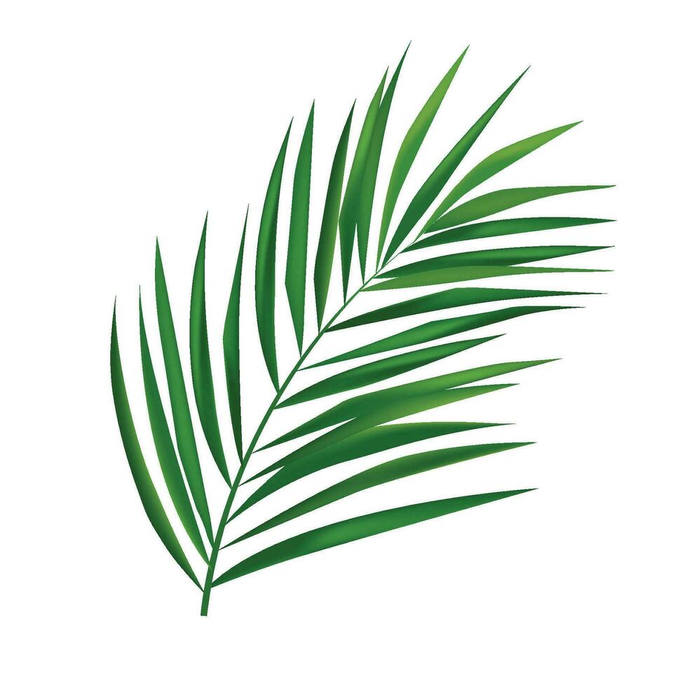 Vector tropical palm leaf isolated on white realistic green summer plant tree tropic branch vector