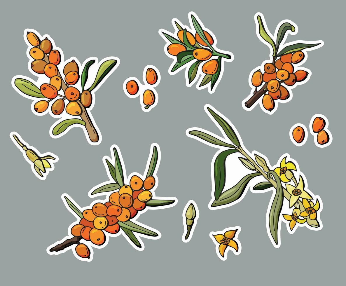 Sea buckthorn sticker set. Cartoon style. vector