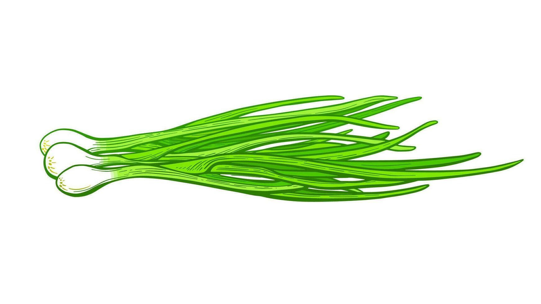 Green onion bunch. Vector fresh leaves. Farm food