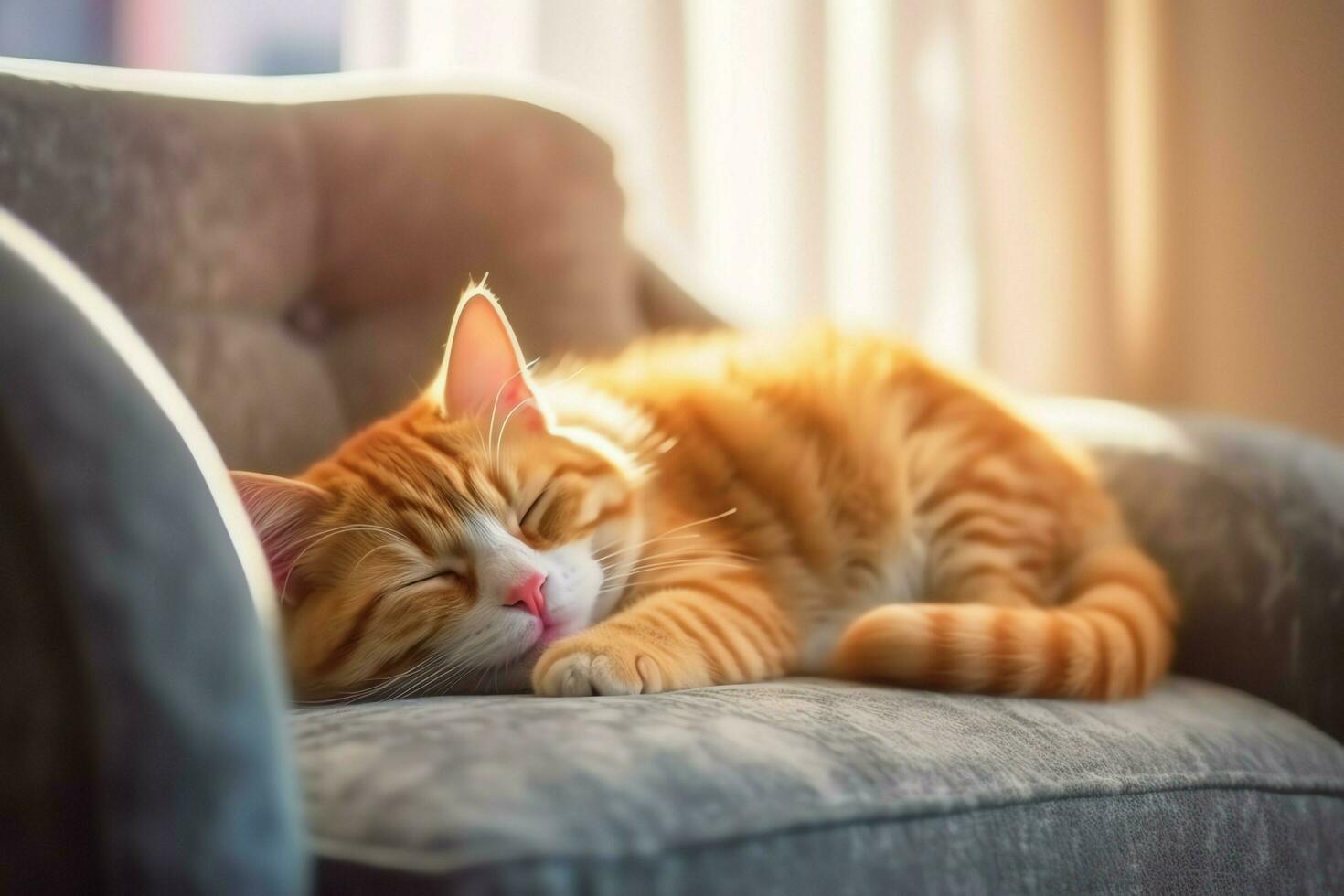 Cute cat sleeping or resting on the sofa at home. Lazy cat sleeping on the sofa. Cat day concept by AI Generated photo
