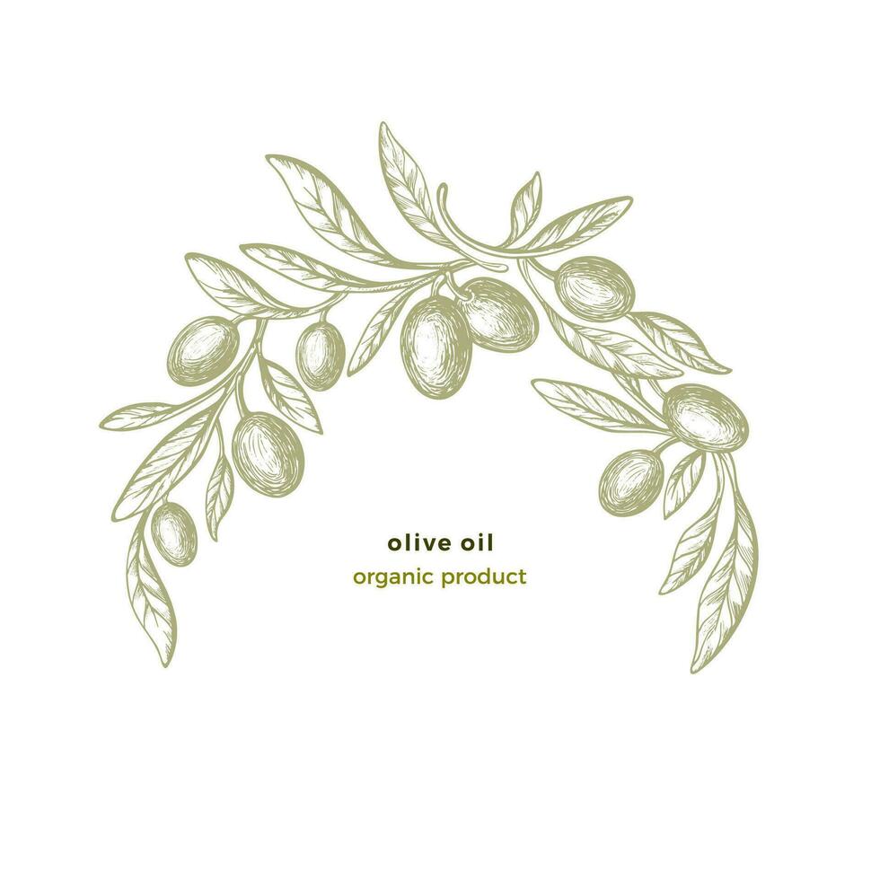 Olive arc pattern. Vector circle frame. Bio food