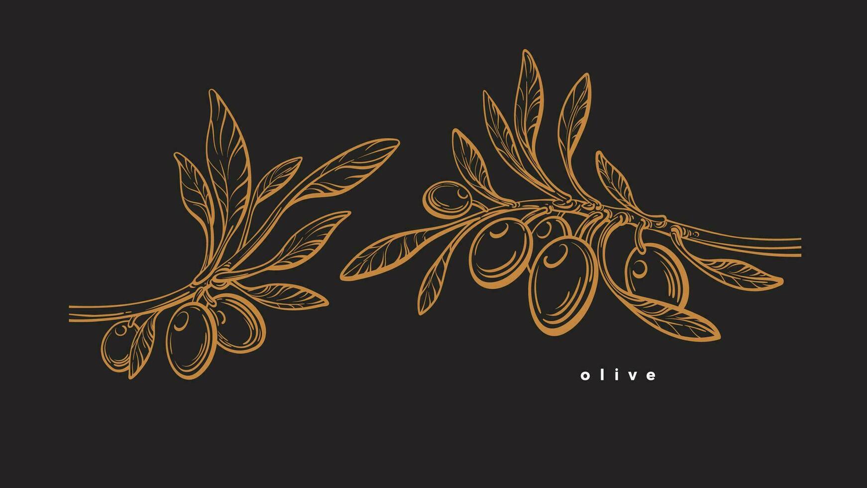 Olive template. Graphic branch, fruit, leaves vector