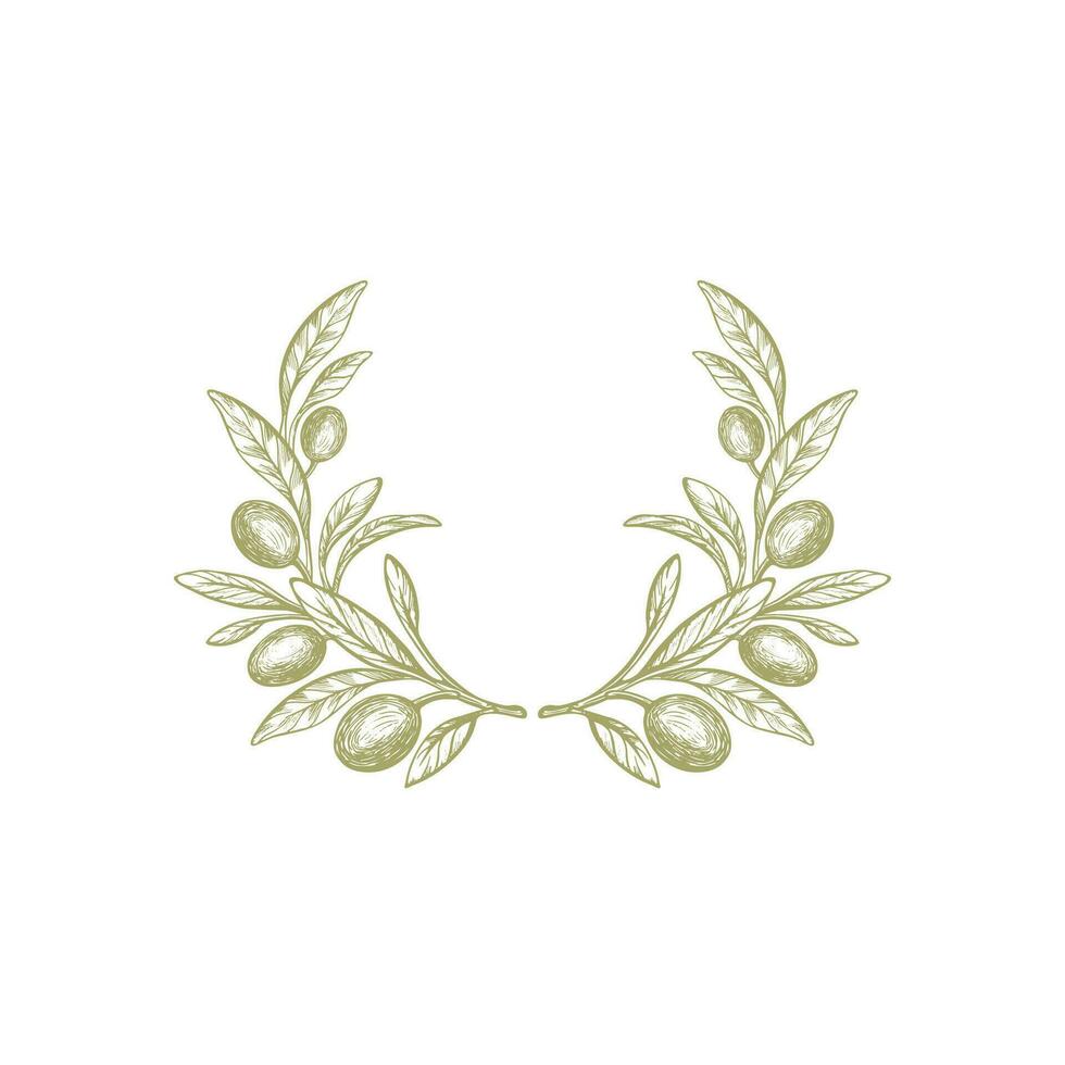 Olive branch, wreath. Vector fruit, green foliage