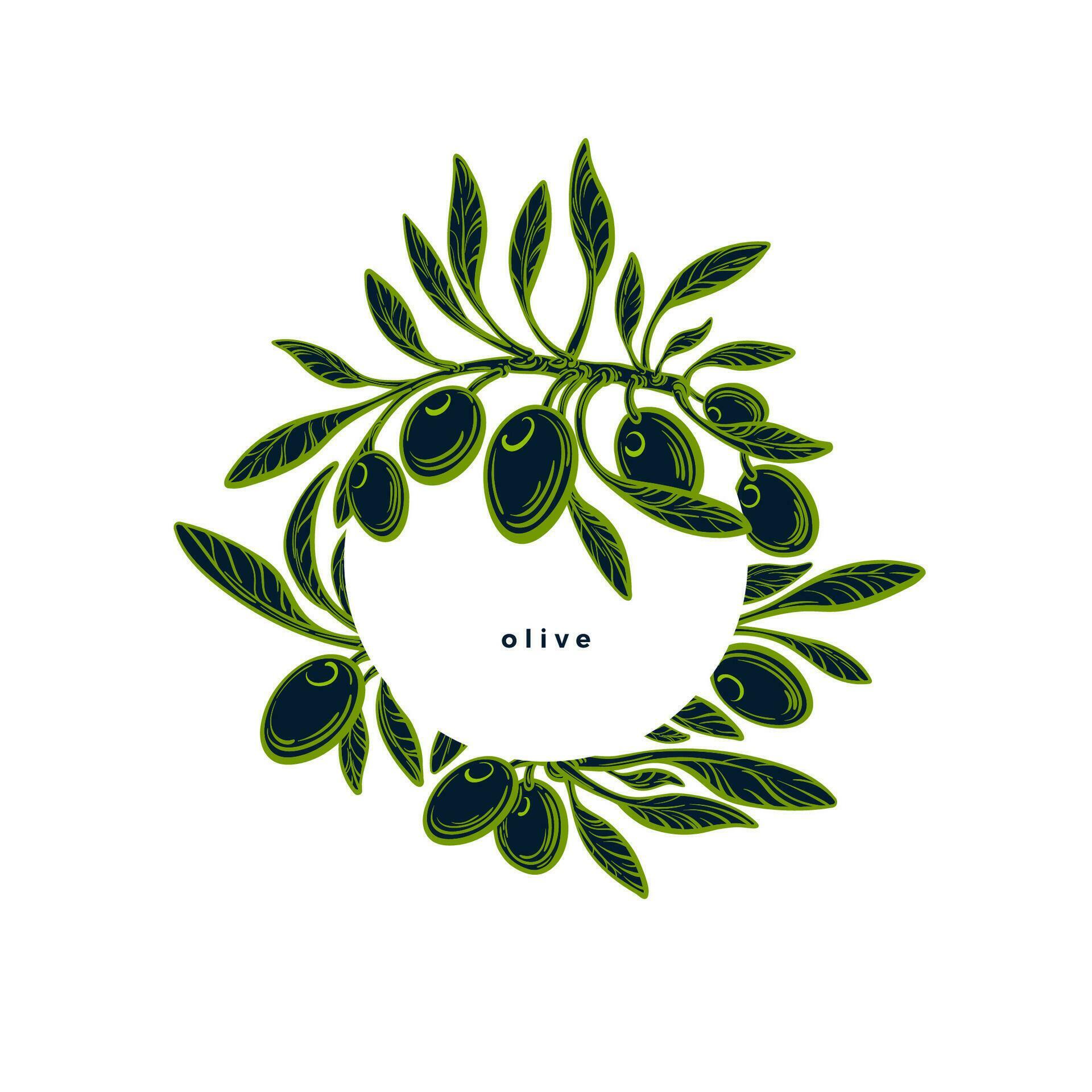 Olive frame in circle. Graphic label. Vector twig 26591072 Vector Art