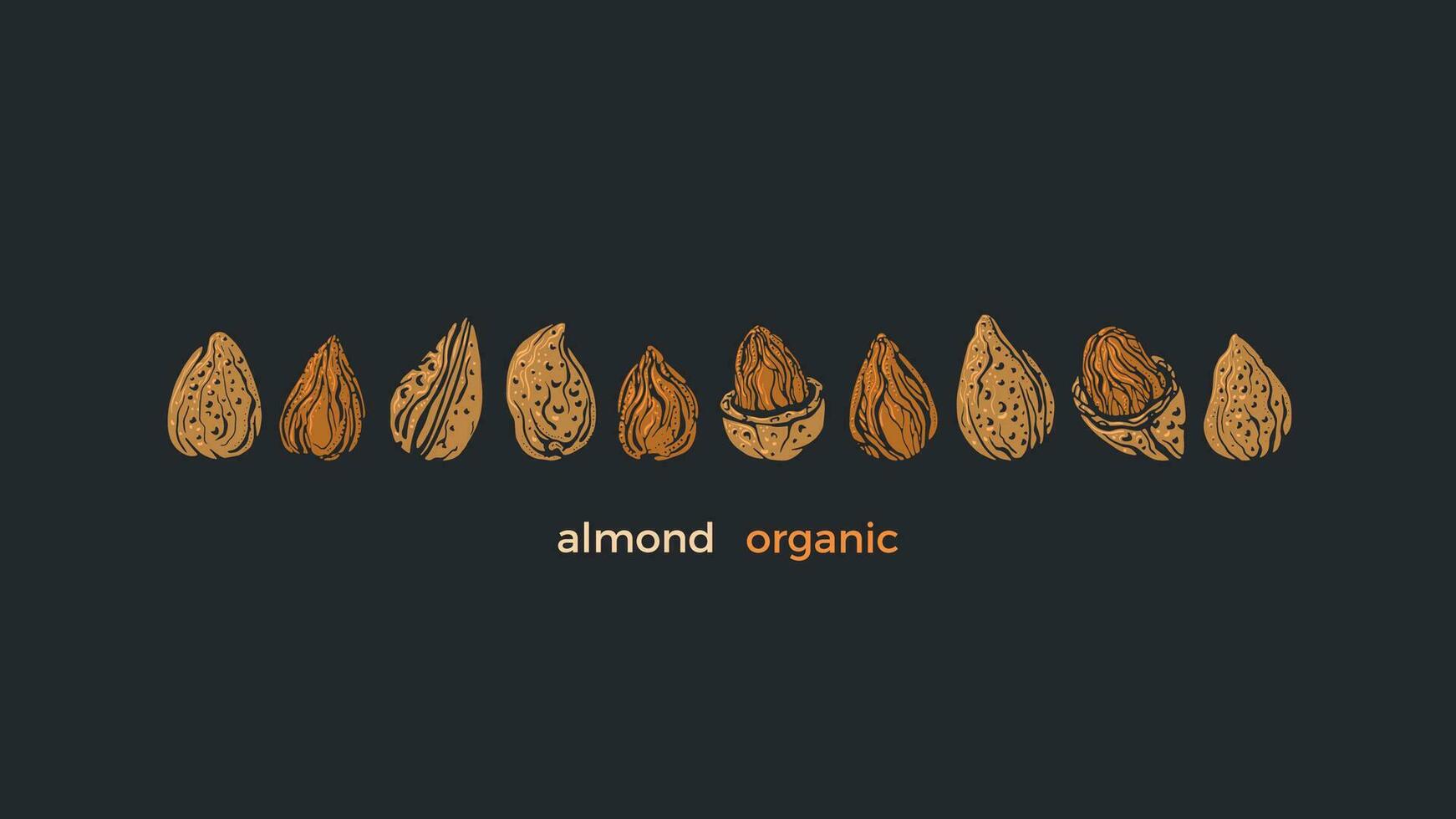 Almond nuts bio set. Vector texture shape isolated