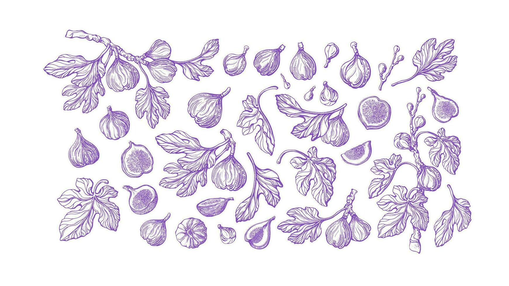 Figs fruit set. Vector vintage hand drawn isolate