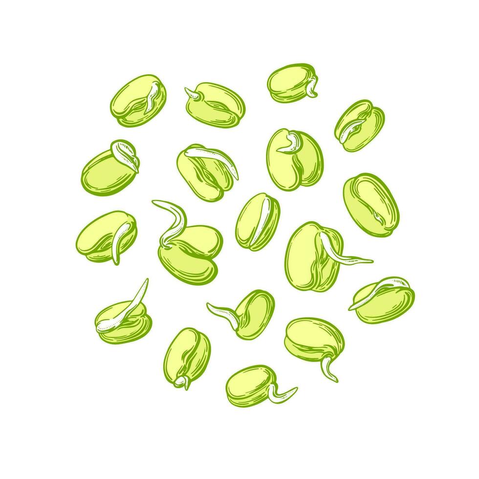 Mung sprouts. Simple sprouting seed drawing Vector