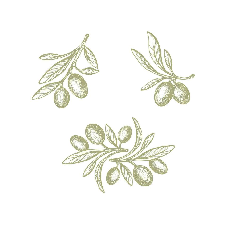 Olive set. Vector texture plant, farm fruit, leaf