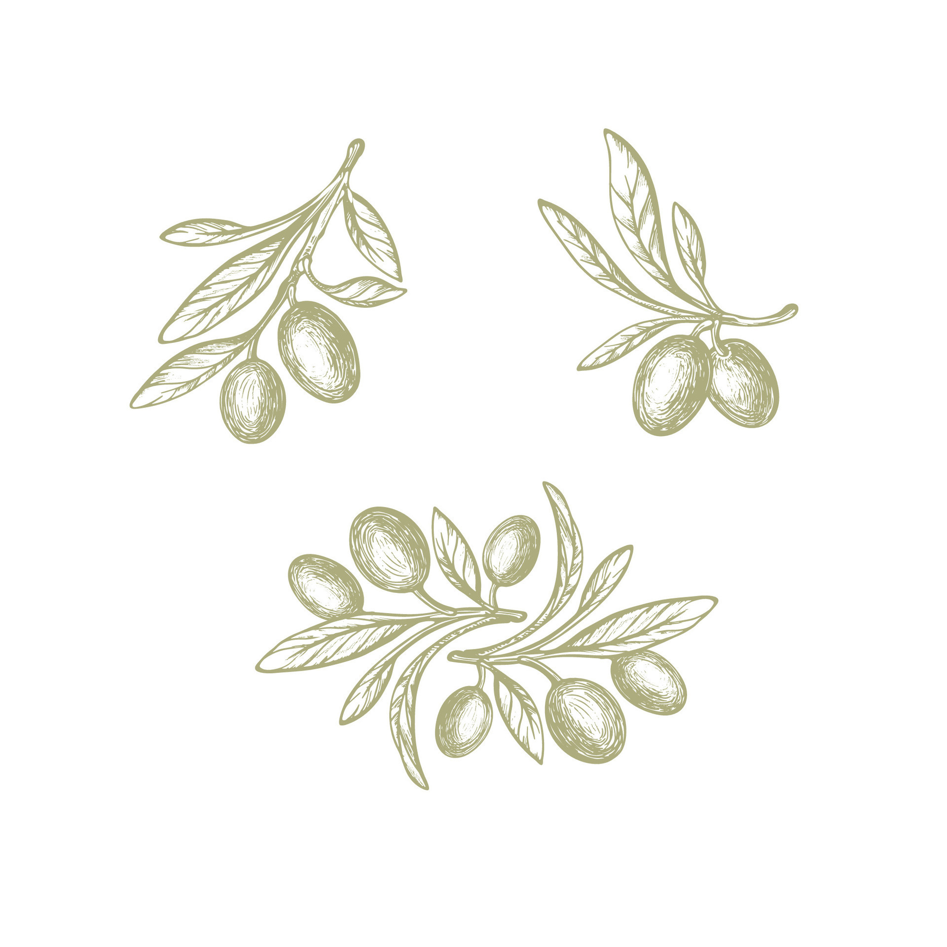 Olive set. Vector texture plant, farm fruit, leaf 26591531 Vector Art