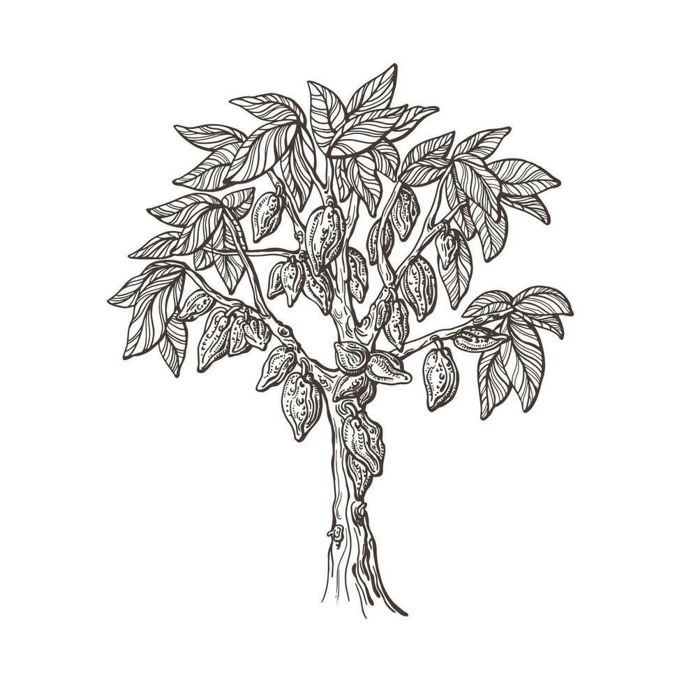 Cocoa tree, seed, fruit. Hand drawn sketch. vector