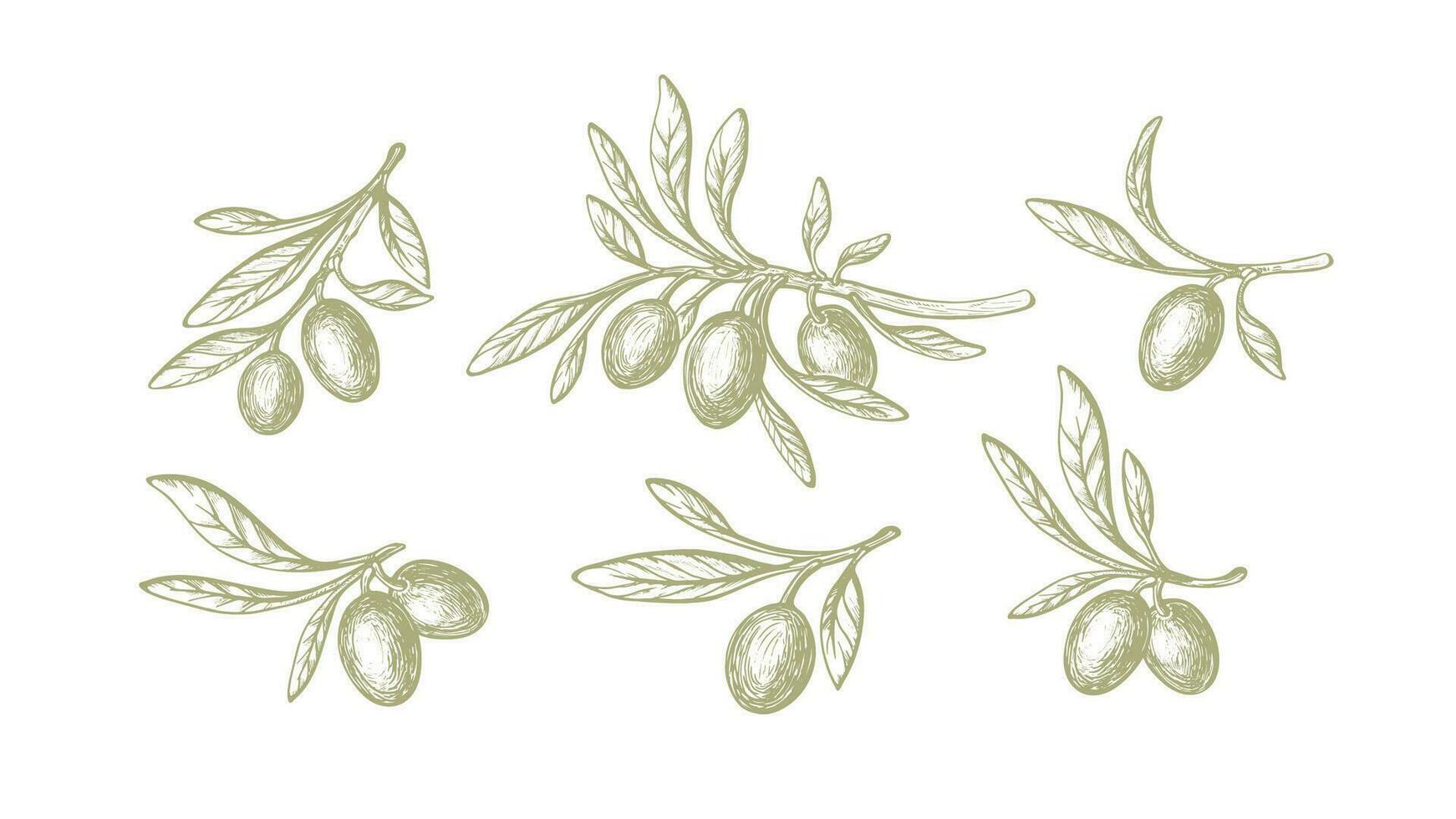 Olive green drawn set Organic virgin oil, raw food vector