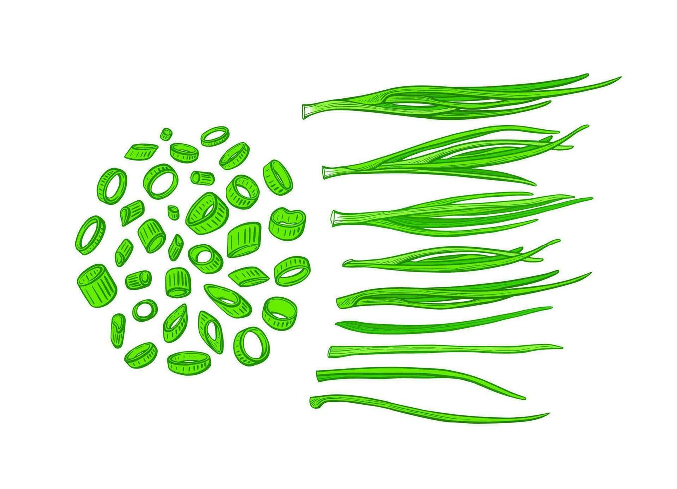 Onion green set. Vector engraving of verdure bunch