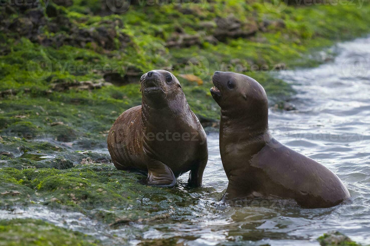 three sea lions sitting on a rock in the water photo