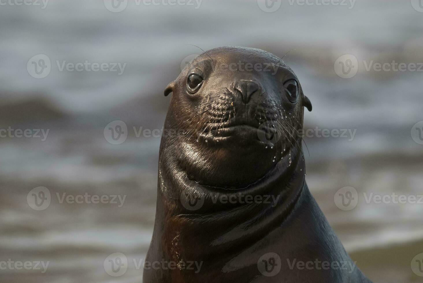 a seal laying on the ground with its mouth open photo