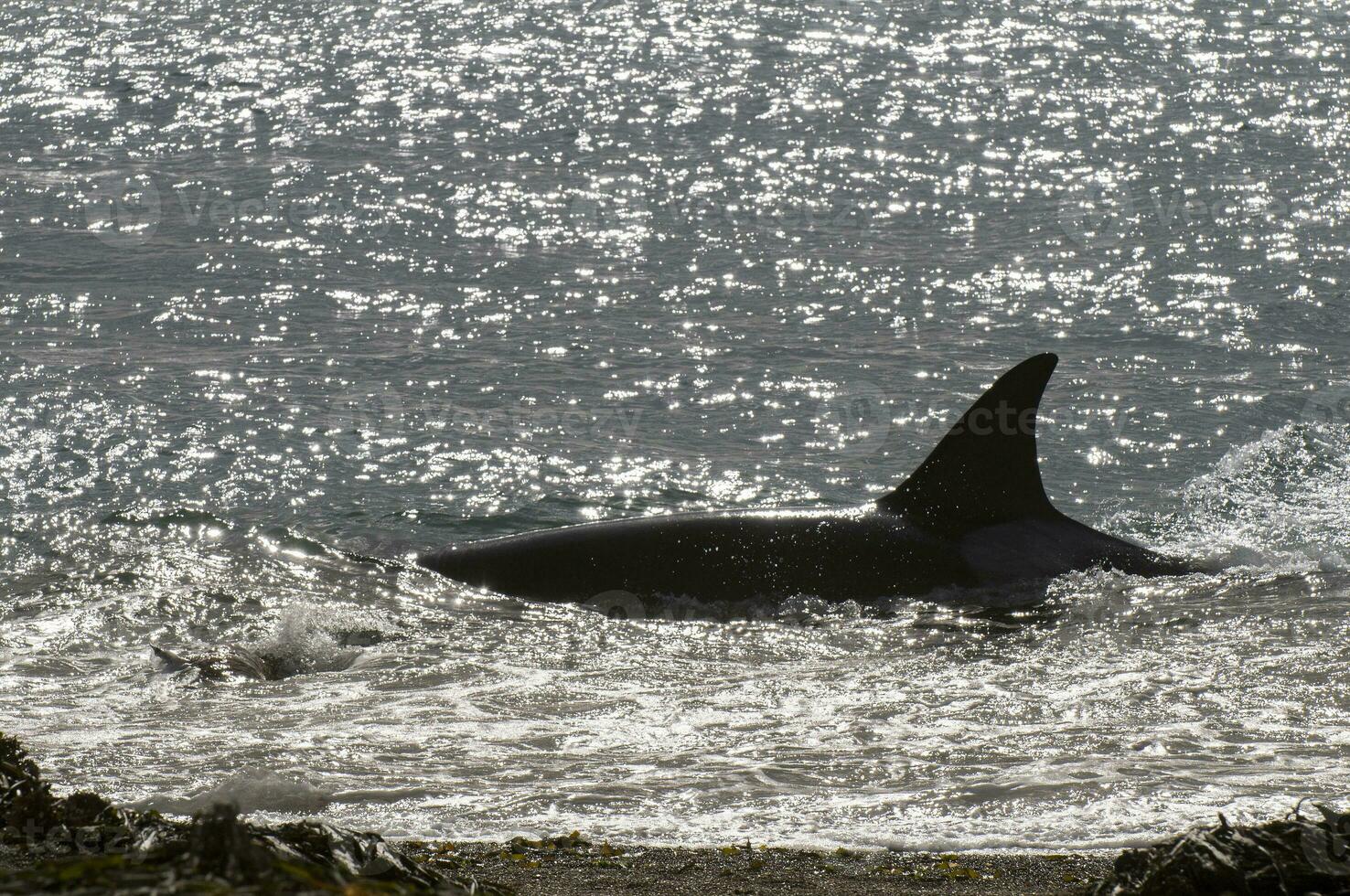 un grande negro y blanco ballena nadando en el Oceano foto