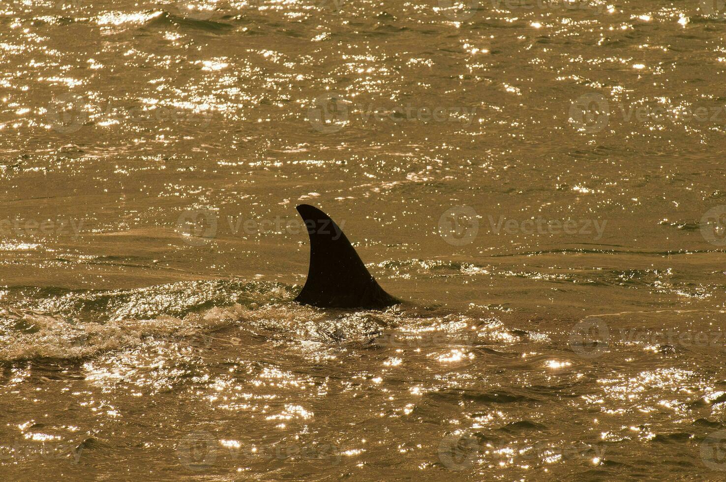 a large whale in the water with a tail fin photo