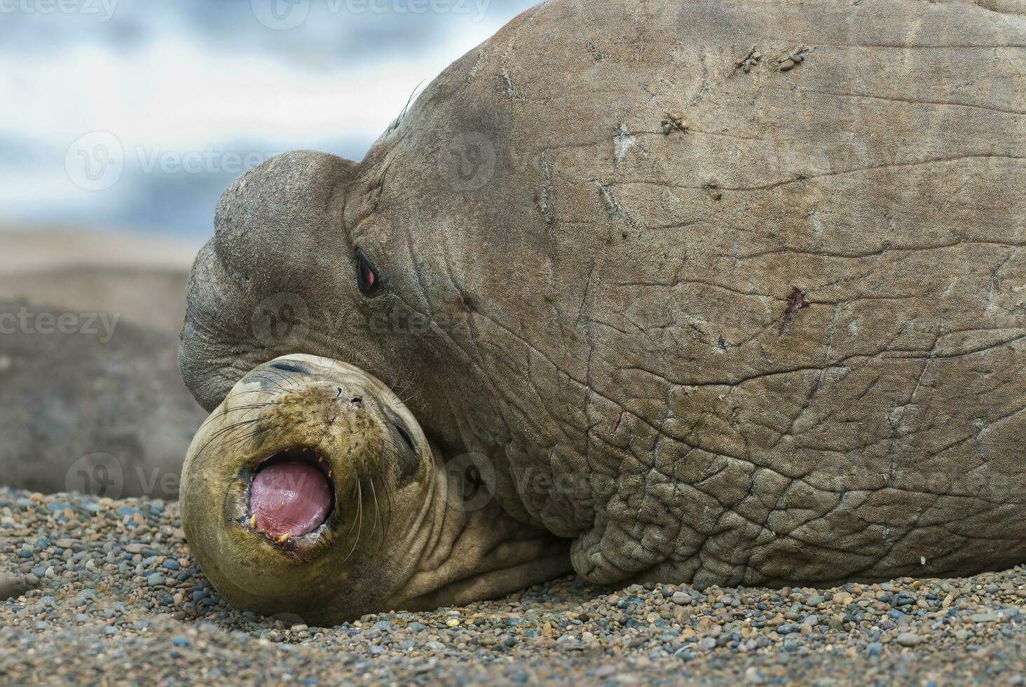 a group of sea lions photo