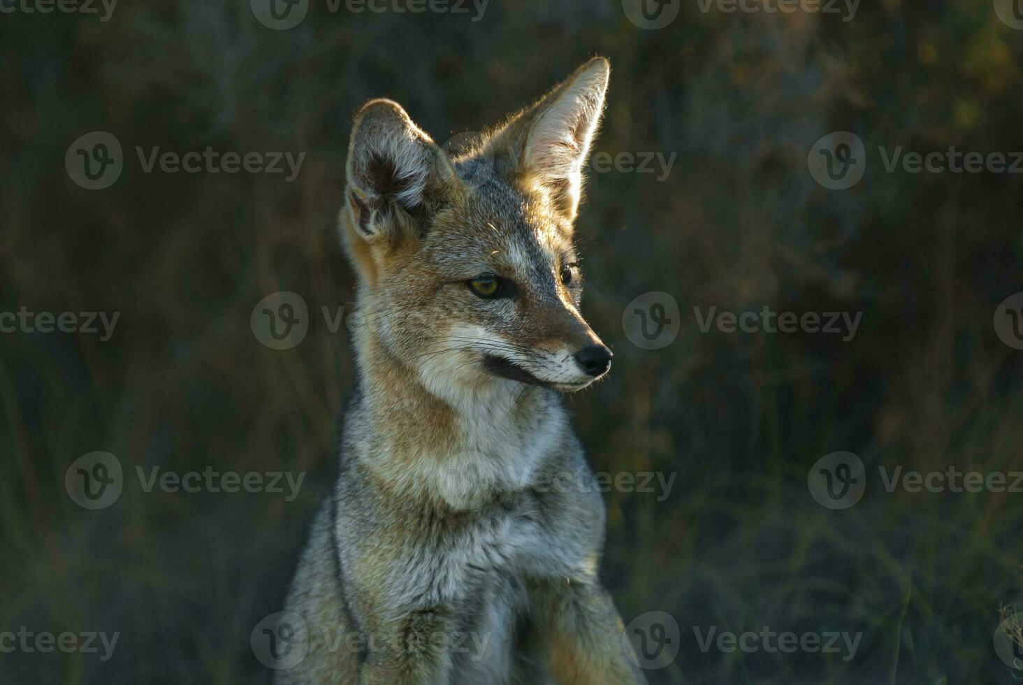 a fox is standing in the grass with its ears back photo