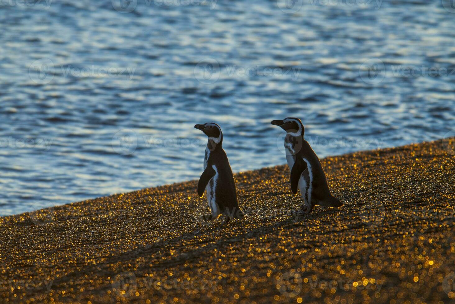 two penguins walking along the beach near the water photo