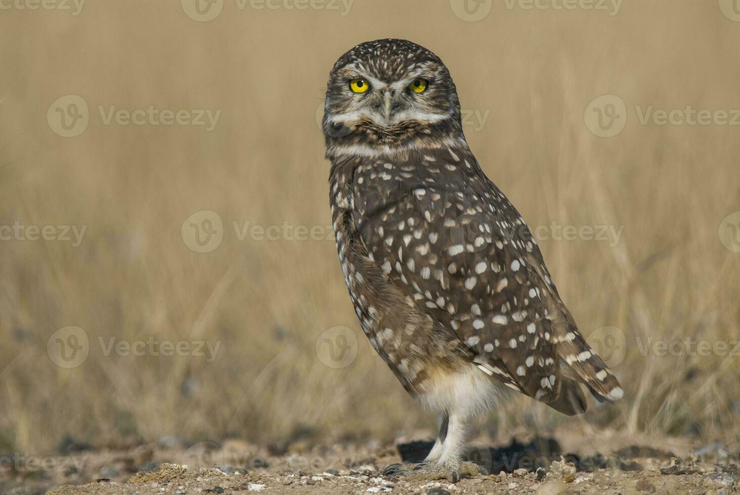 un pequeño búho en pie en un campo de alto césped foto