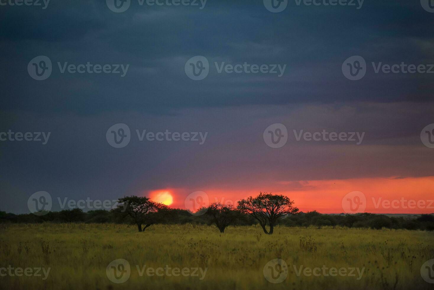 a tree stands in the middle of a field at sunset photo