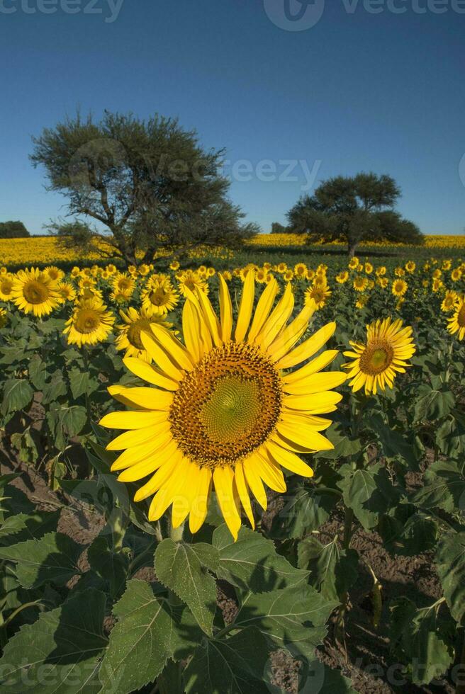 un campo de girasoles con un árbol en el antecedentes foto