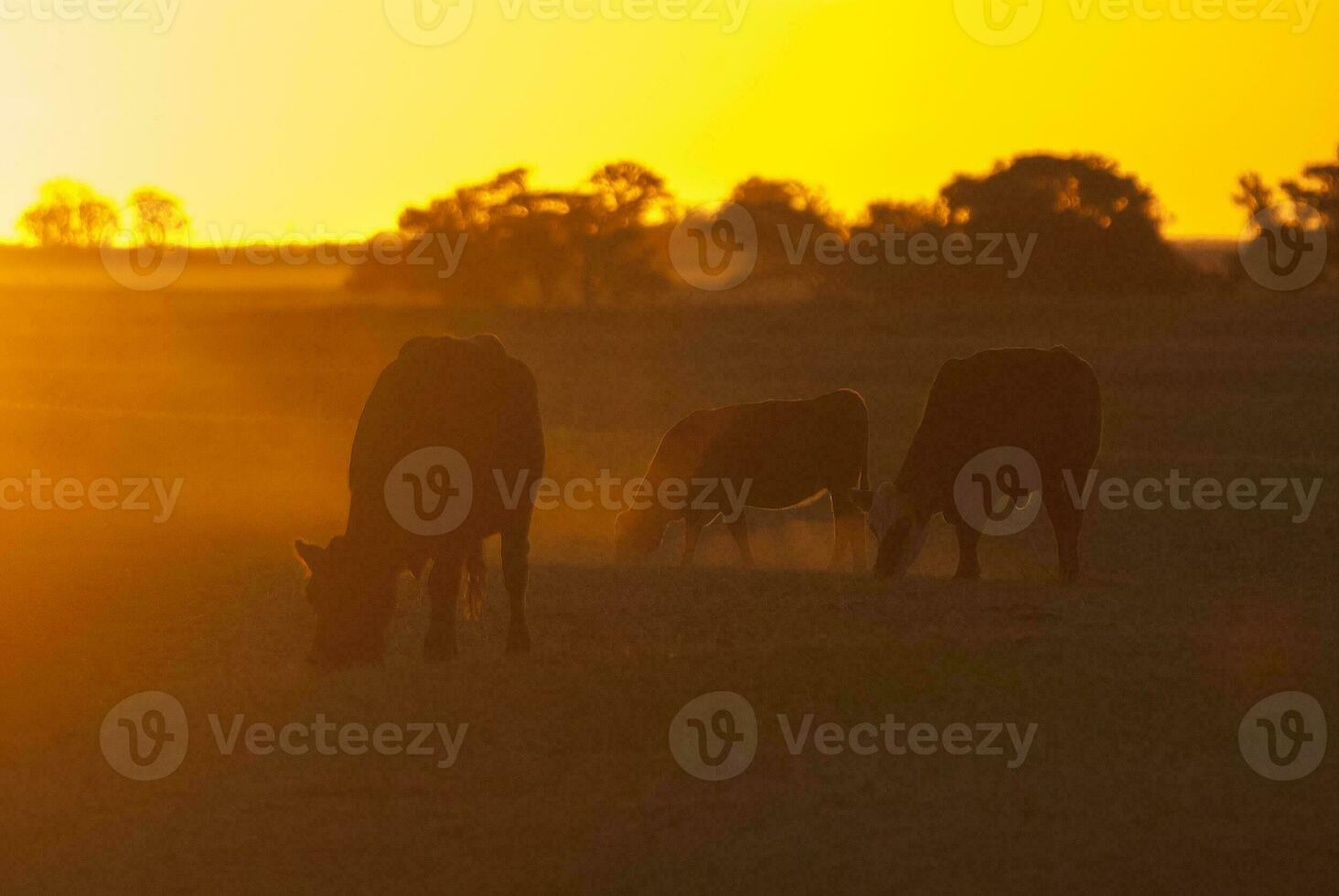 a herd of cows grazing in a field at sunset photo