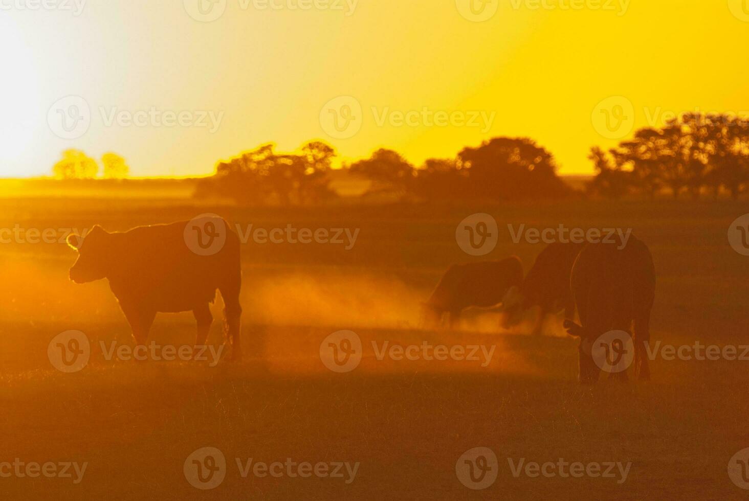 a herd of cows grazing in a field at sunset photo