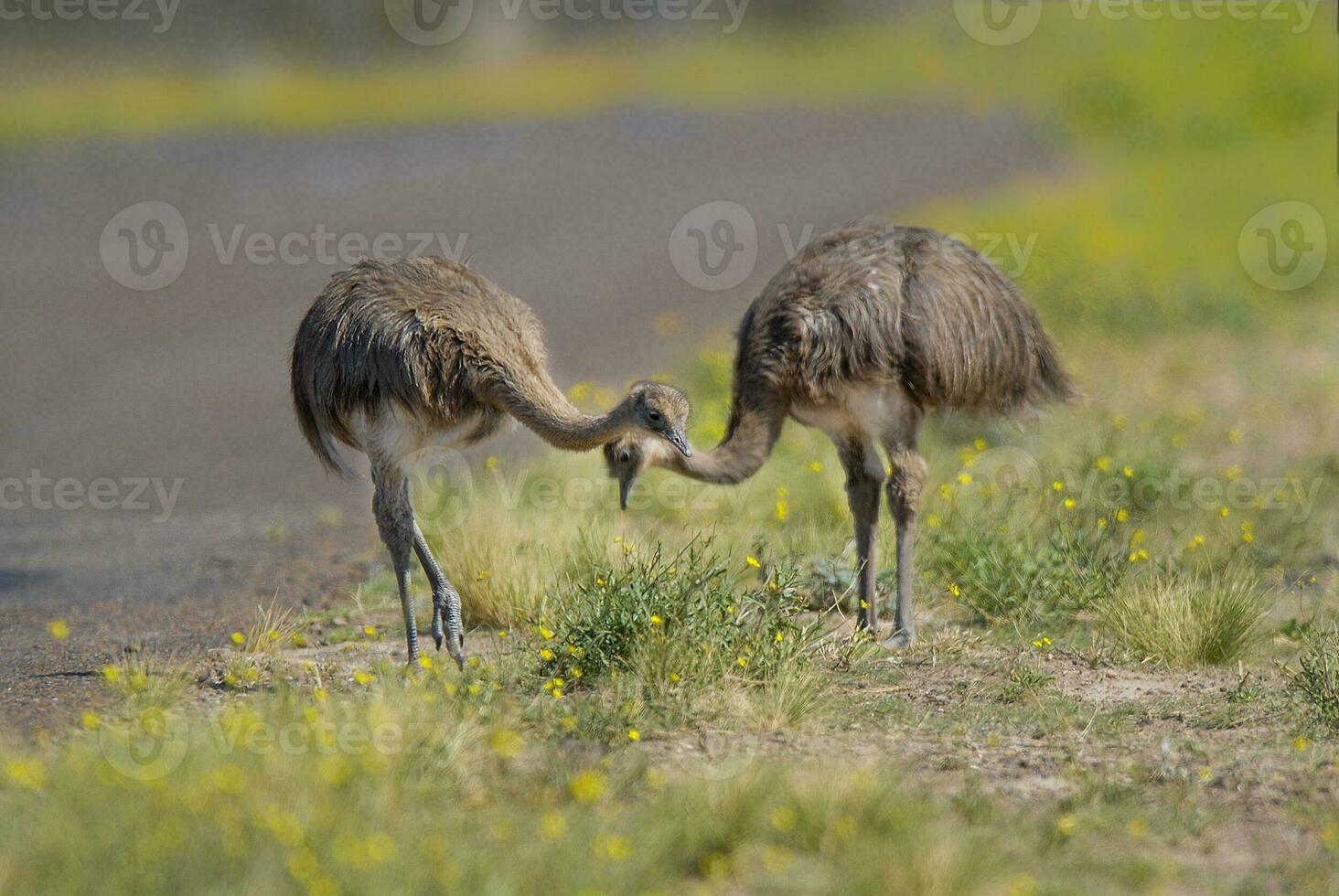 two birds are standing next to each other photo