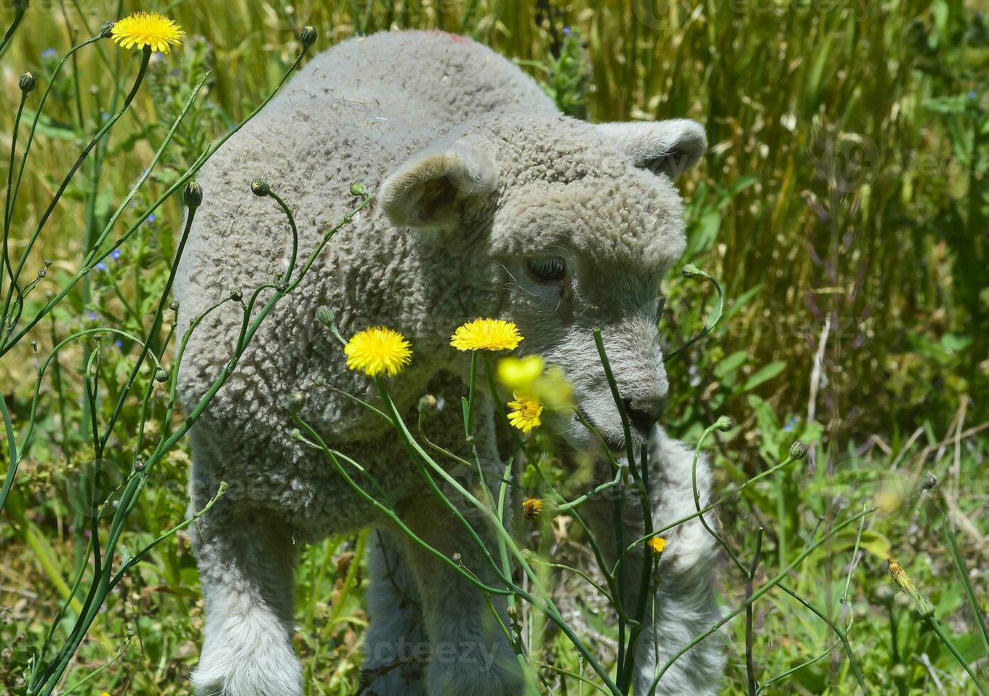 a lamb is standing in a field of yellow flowers photo