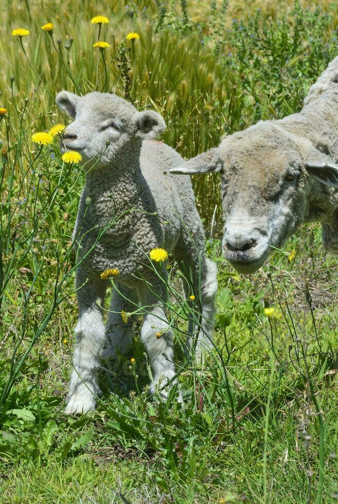 a sheep and a lamb are standing in a field photo
